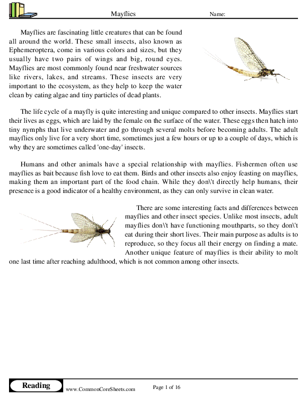  - mayflies worksheet